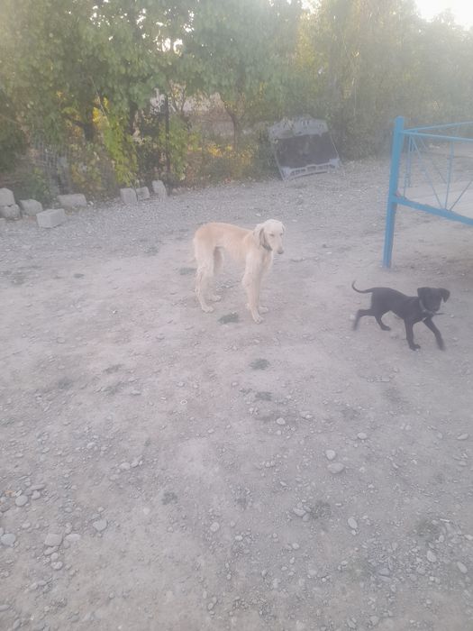 Тазы сатылады бір екірет шыққан