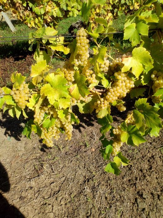 Struguri muscat ottonel