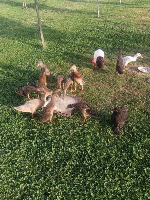 Rațe indiene alergătoare