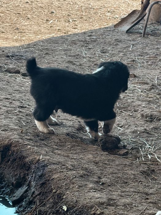 Продажа щенки Алабай(САО)
