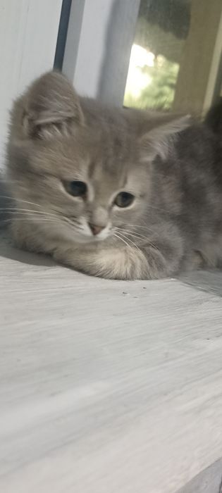 Пррдам котенка ,вдобрые руки