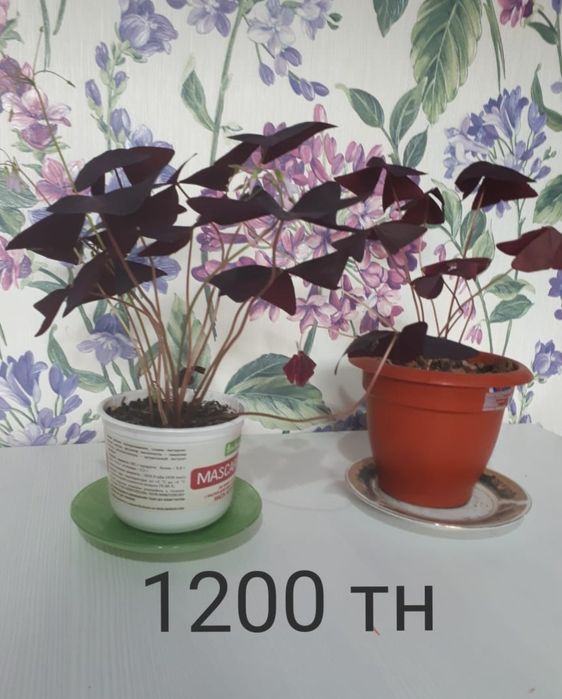 Продам домашние цветы