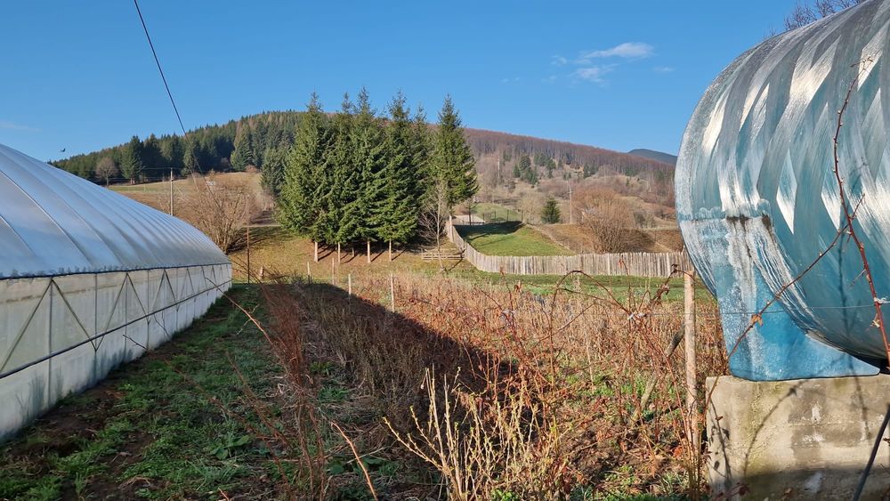 Butasi zmeur remontant si gigant, mur, coacaz rosu si negru, căpșun remontant s.a.