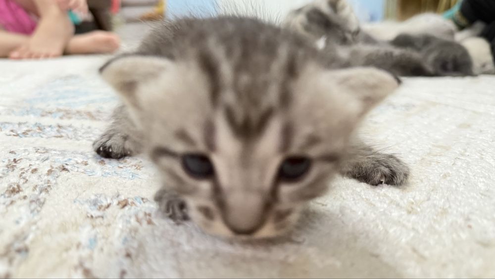 Продаются котята
