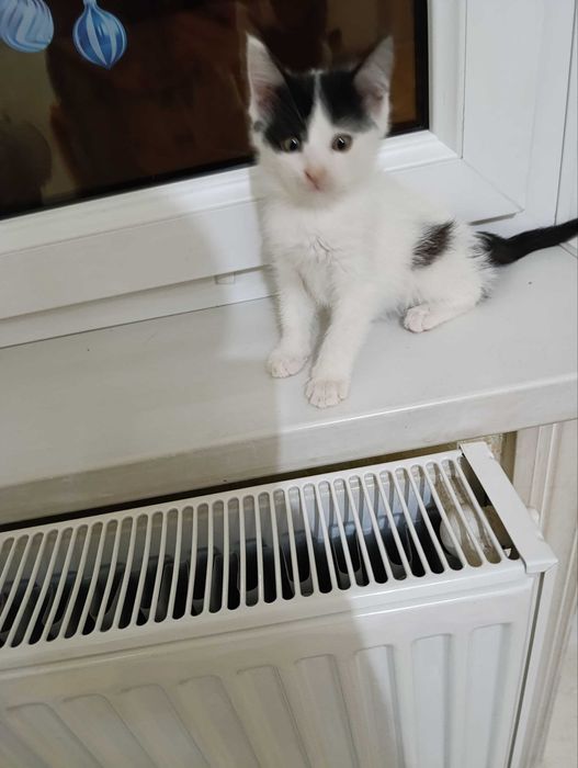 Пристраиваются котята СРОЧНО