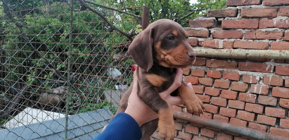 Femela teckel ciocolatie