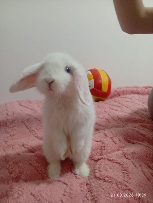 Кролик карликовый срочно