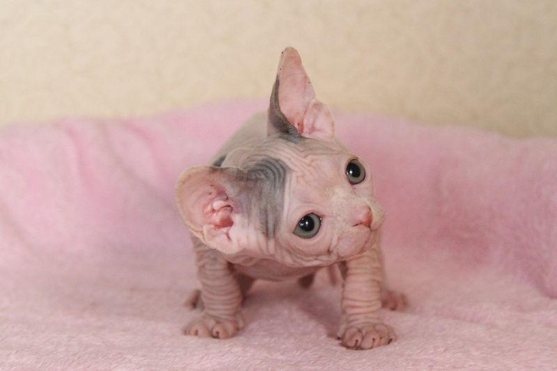 Котята канадского сфинкса