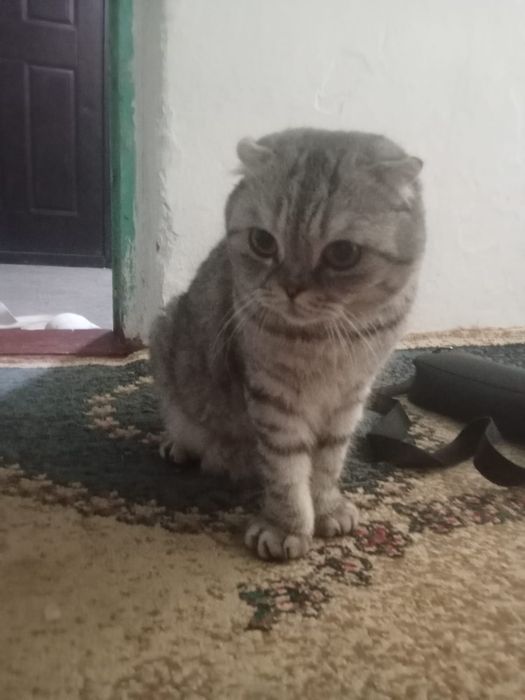 Срочно продам кота