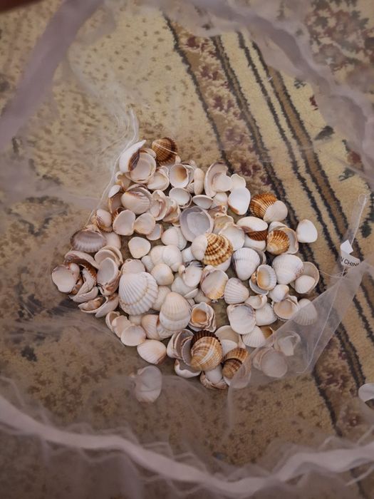 Настоящие Ракушки