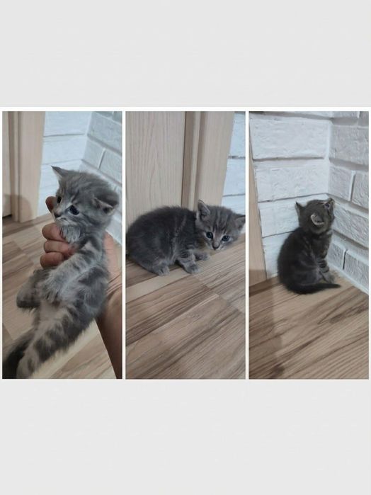 Котята,бесплатно