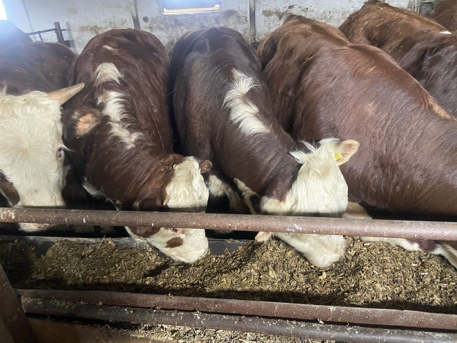 Быки с откорма 16 голов