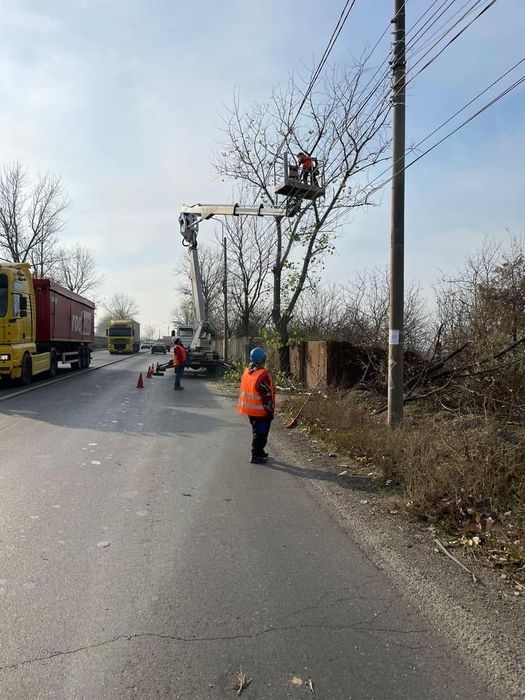 Toaletari, cosmetizari, taieri arbori