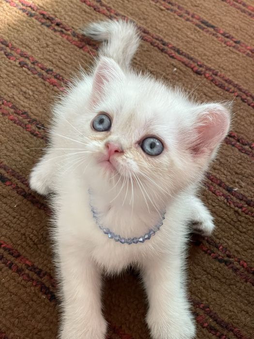 Kamyob Oq rangli Britan Shinshilla