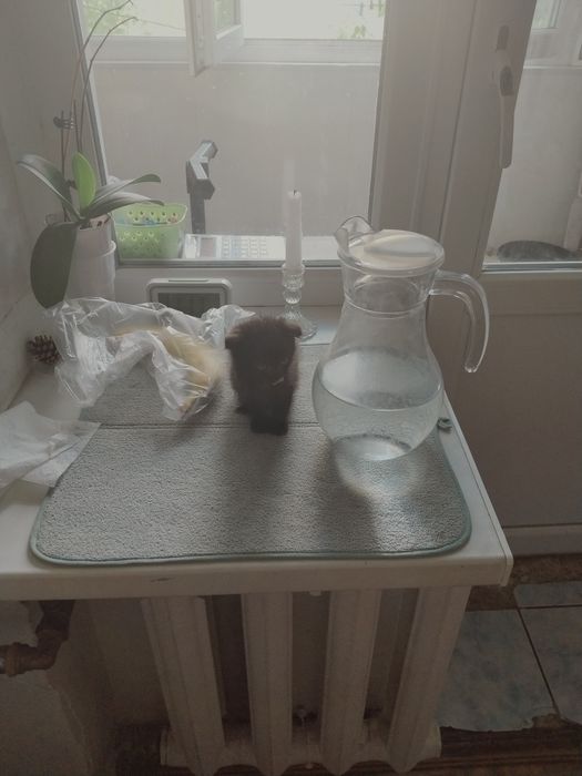 Отдам черного котёнка