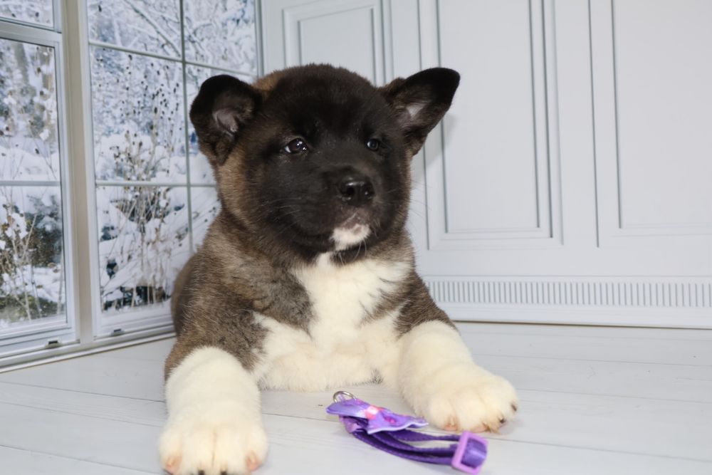 Американская акита