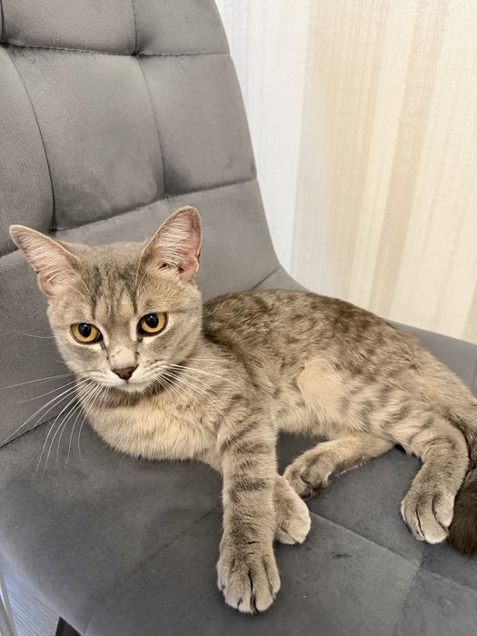 Котенок 5-6 месяцев