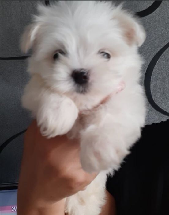 Мини Малтийска болонка