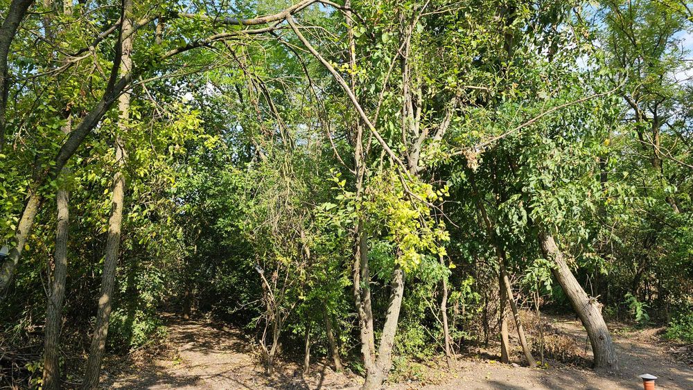 Proprietate cu potențial de retreat / glamping, 2.600 mp, pădure și acces la baltă – 35 km de București