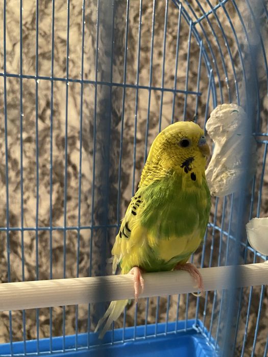 Попугай с клеткой торга нет