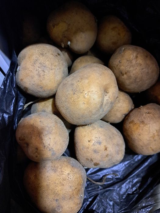 Картофель дачный, отборный