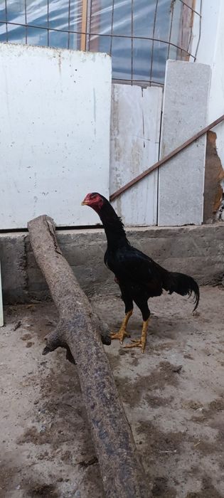 Тозза немис сотилади