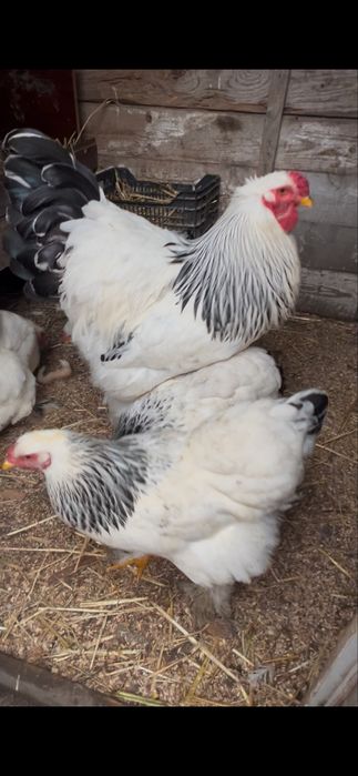 Oua brahma  herminat deschis si potarnichiu