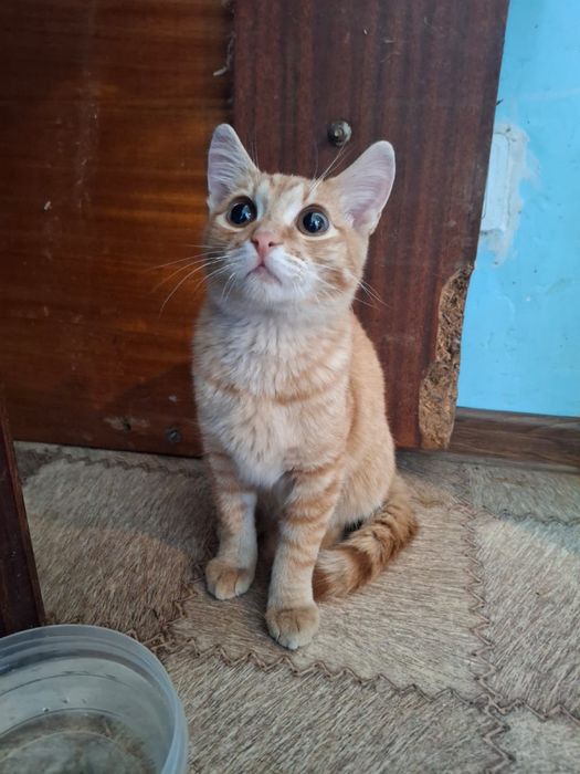 Пристраивается котёнок