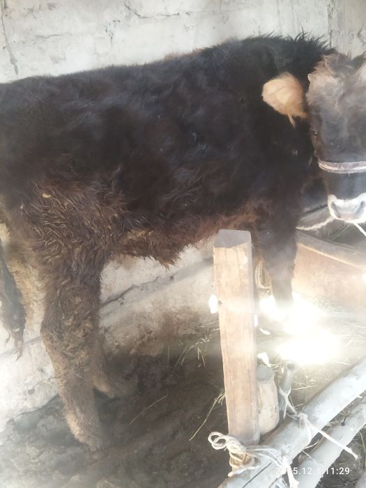 Бычок телята тттт