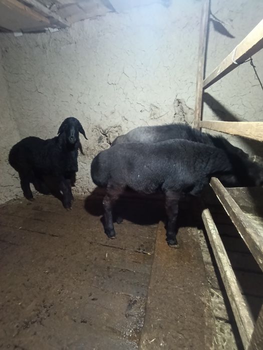 Boqishga qo'chqor кучкор