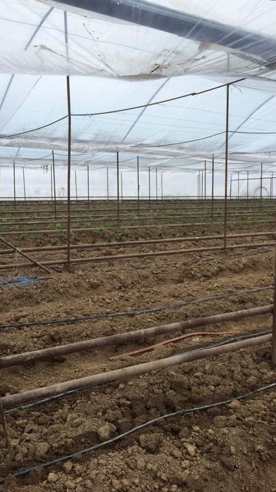 ТЕПЛИЦАҒА арналған сапалы пленкалар сатылады!