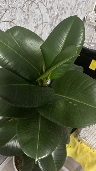 Фикус большой красивый