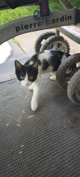 Отдам котят в хорошие руки