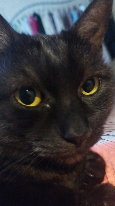 отдадим кота,черного