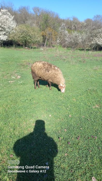 Овце за продаване редовни  и млади