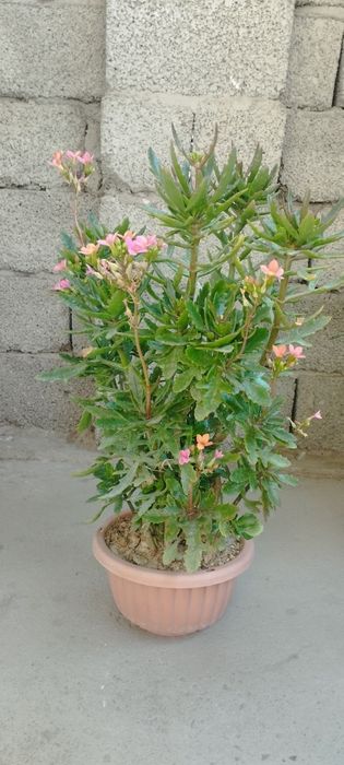 Ofis va uy uchun gullar