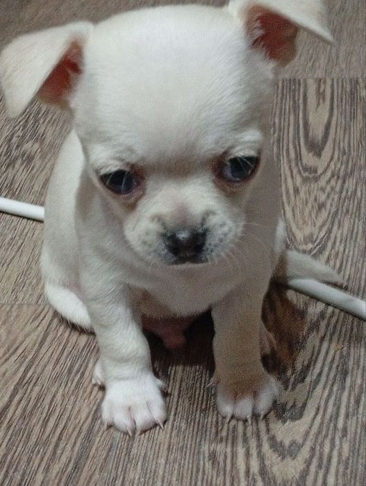 Продаётся щенок чихуахуа