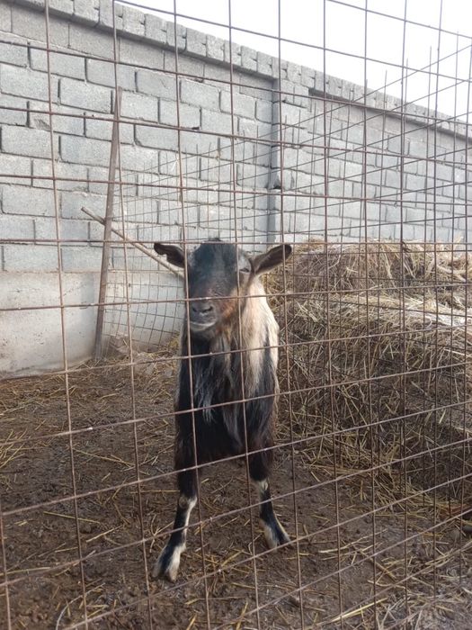 Альпийский Теке сатылады.Денесі ірі.