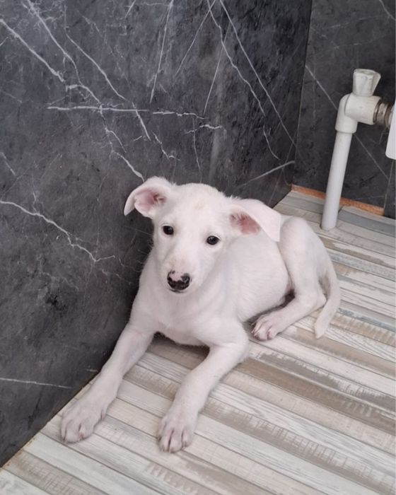 Щенки добрым хозяевам