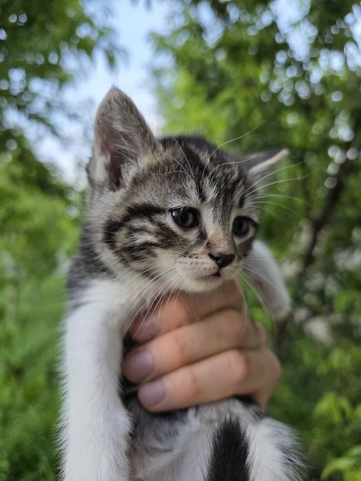 Котята отдаются даром Mushukchalar bepulga