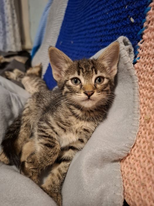 Симпатична и много нежна 4 месечна сладуранка