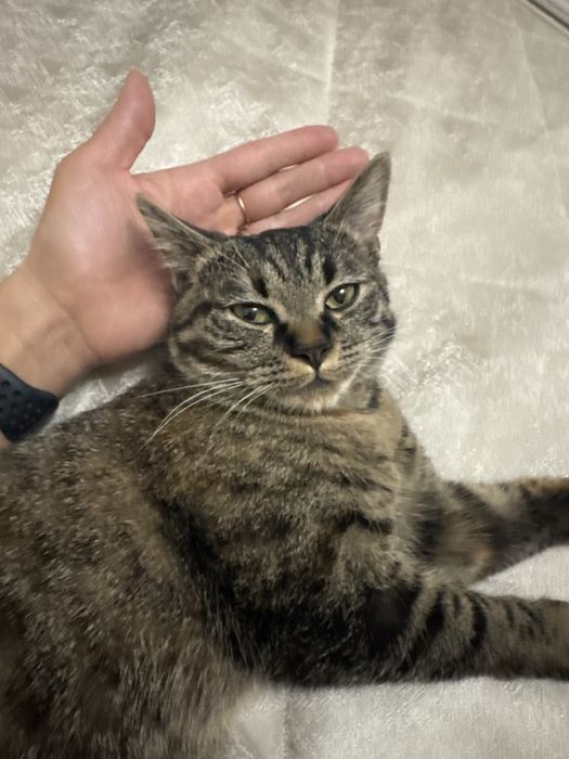 Кошка девочка 8 мес