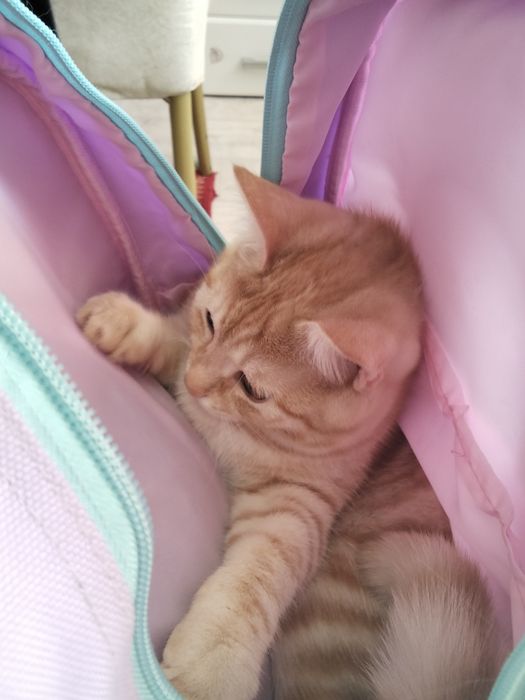 Срочно отдам котенка мальчик