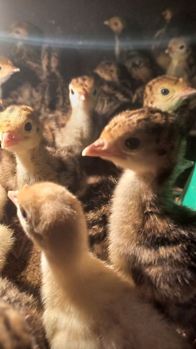 Простои Үндік балпаны сатылады