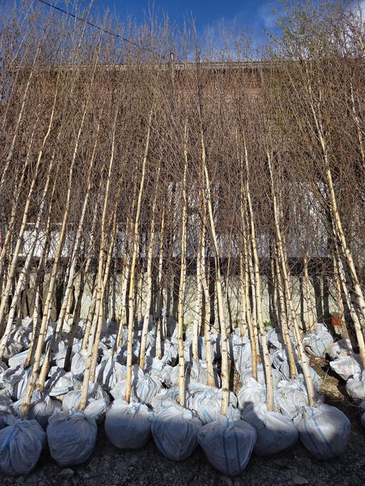 Mesteacăn Tei Platani Brazi