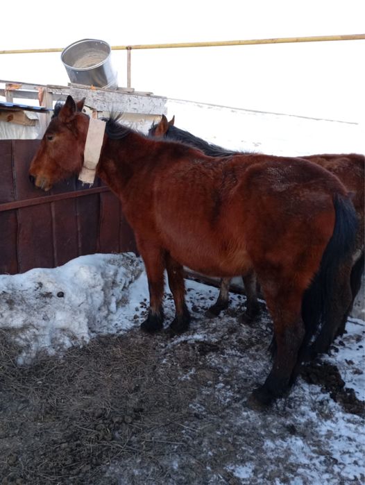 Продам Кобылу. Беременная. 5 лет