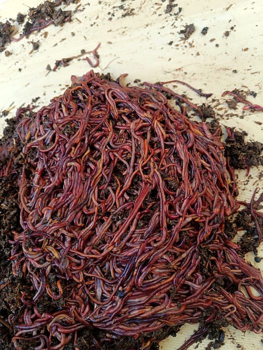 Kaliforniya chuvalchanglari kilogramga va kvadratga