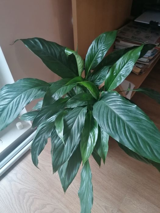 Стайни, саксийни цветя