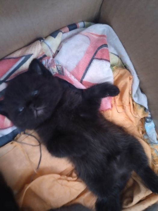 Отдам котёнка британца мальчик