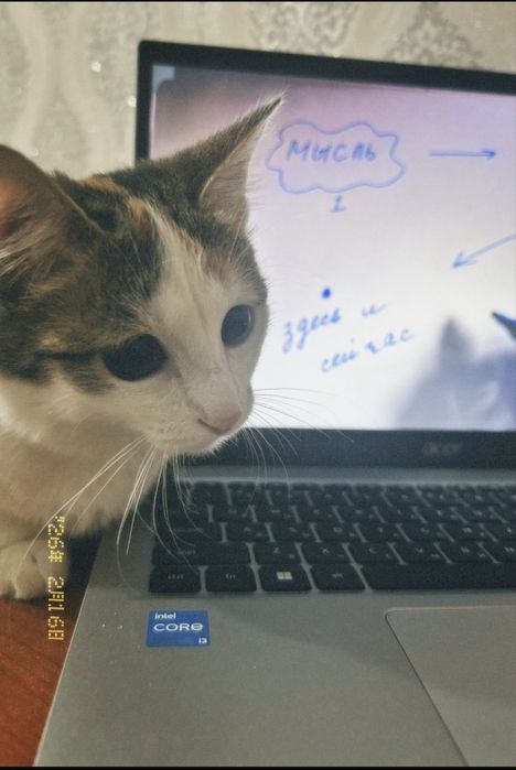 Котенок 7 месяцев девочка